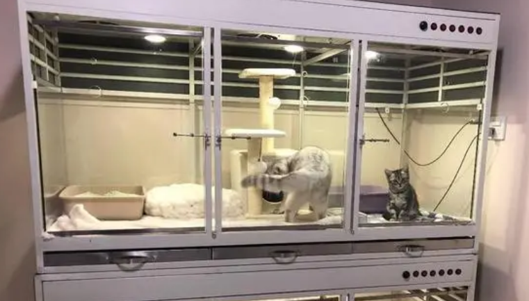 宠物店寄养猫咪多少钱一个月 宠物店寄养猫咪多少钱一个月