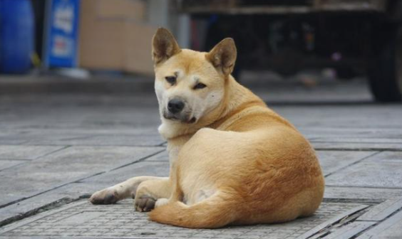 昆明中华田园犬出售 昆明中华田园犬出售