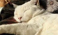 老人为什么不想养猫咪