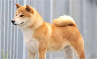 哪些颜色的柴犬最好？柴犬有哪些颜色？