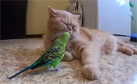 鹦鹉能不能和猫咪一样养
