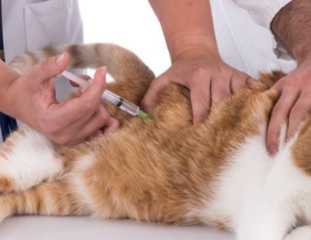 猫咪打第三针疫苗能推迟几天打吗有影响吗