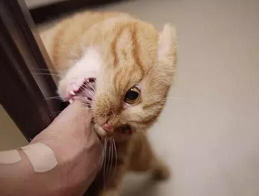  为什么让你的猫接种疫苗很重要？猫狂犬病的危害
