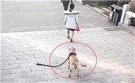 女人佛性遛狗，牵引带没了满不在乎