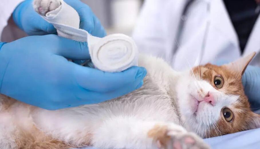 猫咪一些出血症状的止血方法,建议收藏! 猫咪一些出血症状的止血方法,建议收藏!
