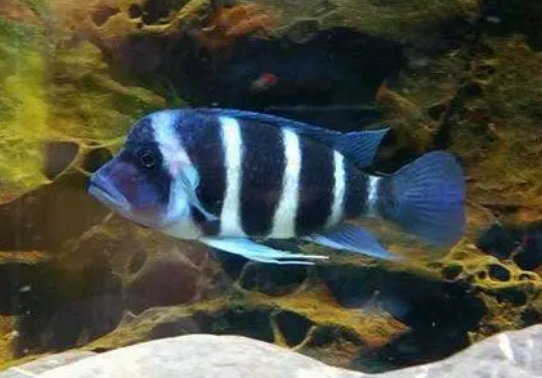 萨伊蓝单养好还是混养好