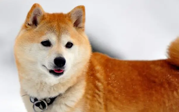 如何顺利的给小狗换犬粮?快来看看吧 如何顺利的给小狗换犬粮?快来看看吧
