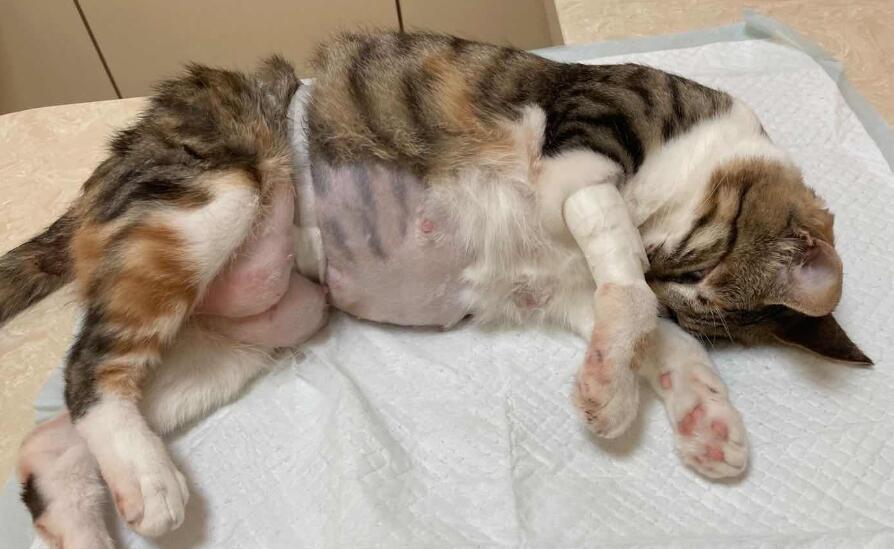 猫咪如何分娩？猫咪分娩注意事项！(猫咪怎么分娩)