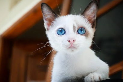 猫咪眼睛异常，表现在猫咪眼部的全身性疾病是什么？