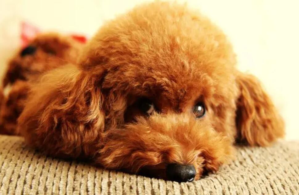 小心!泰迪传出这种疼痛数据信号,宠主该注意了 小心!泰迪传出这种疼痛数据信号,宠主该注意了