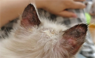 猫癣变黑是恶化还是好转?