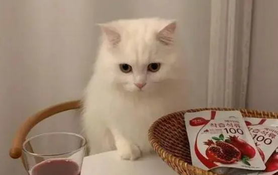 猫猫肢体语言——猫咪求助讯号 猫猫肢体语言——猫咪求助讯号