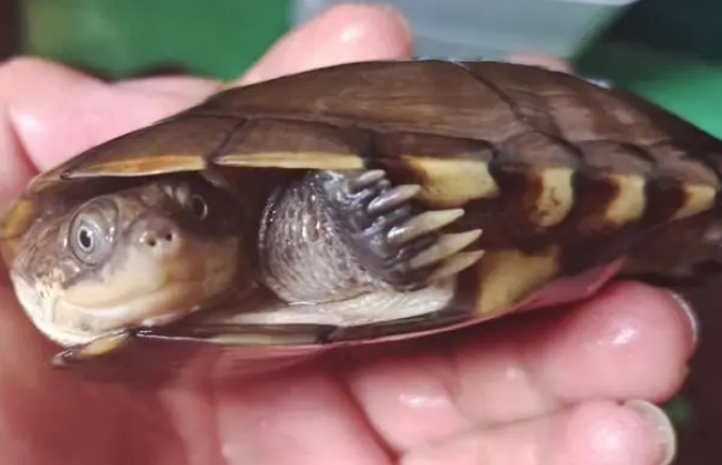 沼泽侧颈龟如何看公母?来看看吧