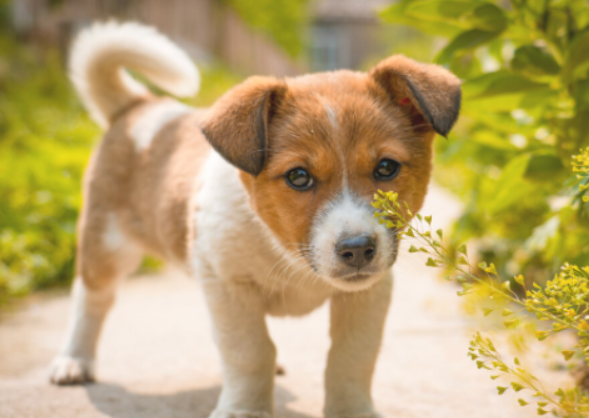 幼犬狗粮何时可以吃