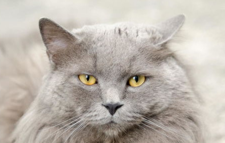 训练猫咪与其他动物和睦相处，学学这些技巧吧！