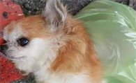 小狗生死胎是什么症状
