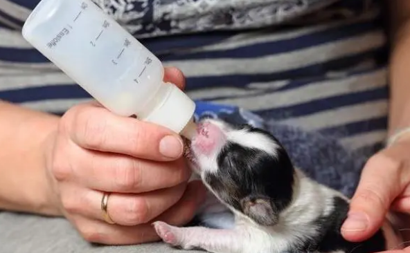 刚到家的幼犬必须注意什么？来get下吧