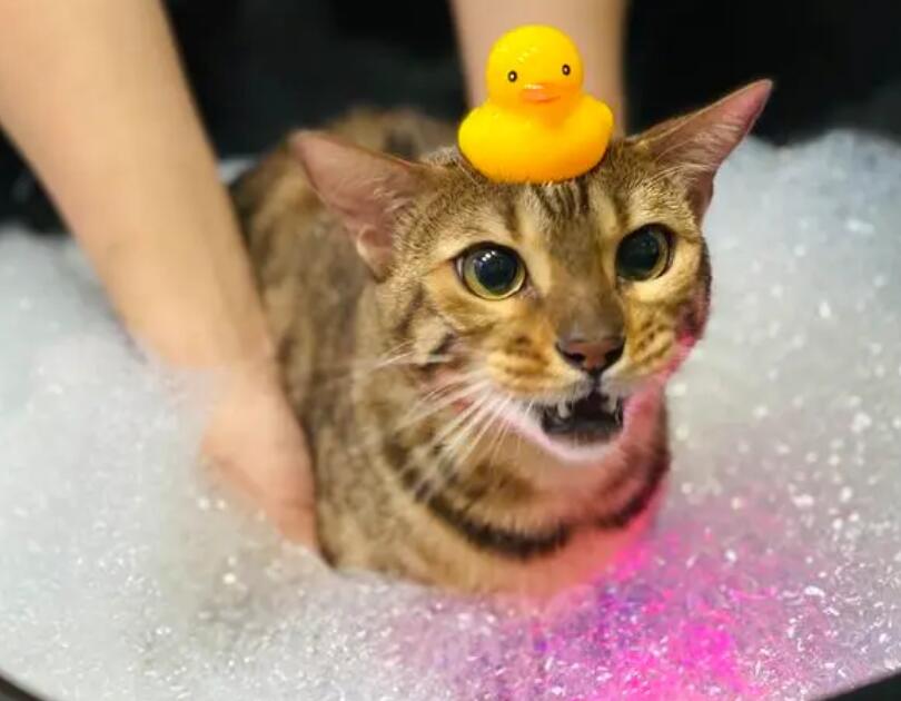 宠物店怎么给猫洗澡
