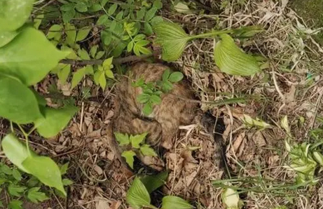 皮肤病、猫传腹，仅7个月大的猫咪如何坚持