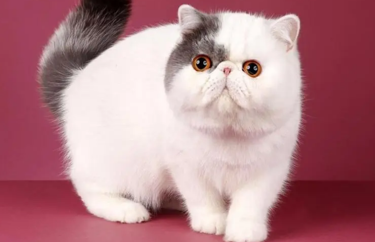 异国短毛猫的性格怎么样啊 异国短毛猫的性格怎么样啊