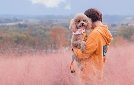 这行为假如出現超出三个，意味着泰迪早已讨厌你了