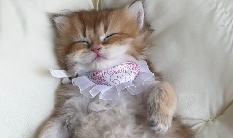 猫咪晚上叫不醒是为什么 猫咪晚上叫不醒是为什么