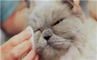 猫泪痕用红霉素软膏