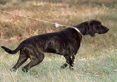 普罗特猎犬打猎好用吗