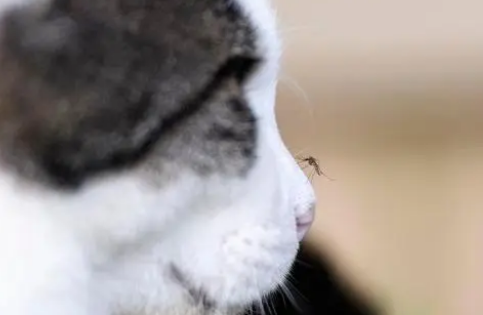猫心丝虫是怎么引起的,会给猫咪带来什么后果? 猫心丝虫是怎么引起的,会给猫咪带来什么后果?