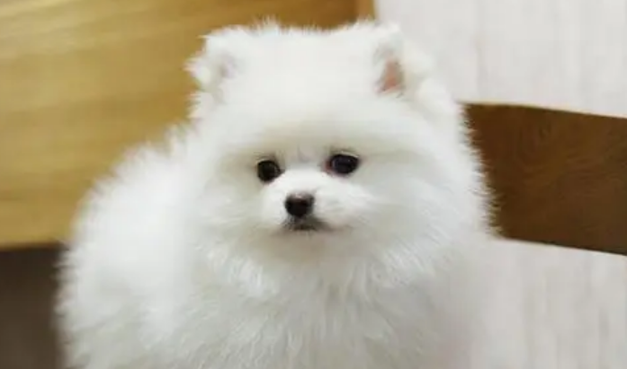 小博美刚买回来就会有泪痕?怎么护理? 小博美刚买回来就会有泪痕?怎么护理?