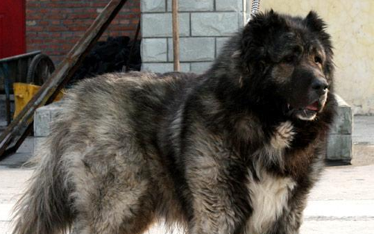 全世界身型较大的猛犬之一高加索犬，如何给它上训练课？