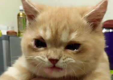 猫咪流泪多是怎么回事啊