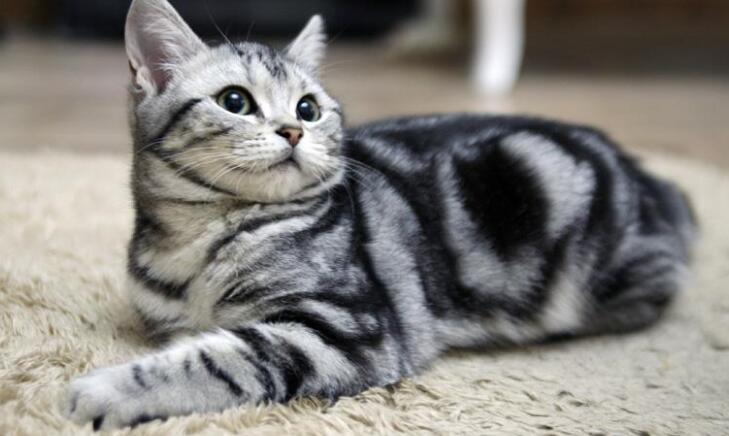 怎么了解猫咪的寿命?宠物猫的年龄判断方法 怎么了解猫咪的寿命?宠物猫的年龄判断方法