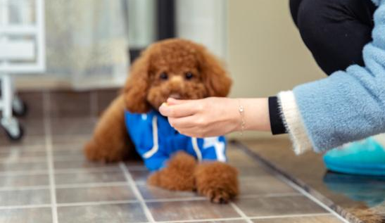 泰迪犬智商高不高?全看是否会做这7件事 泰迪犬智商高不高?全看是否会做这7件事