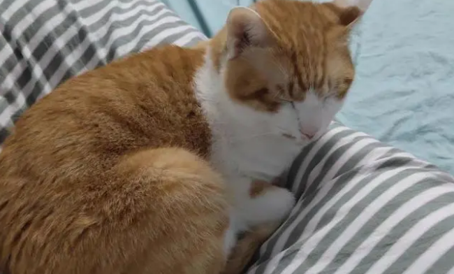 猫爸爸会对女儿下手吗 猫爸爸会对女儿下手吗