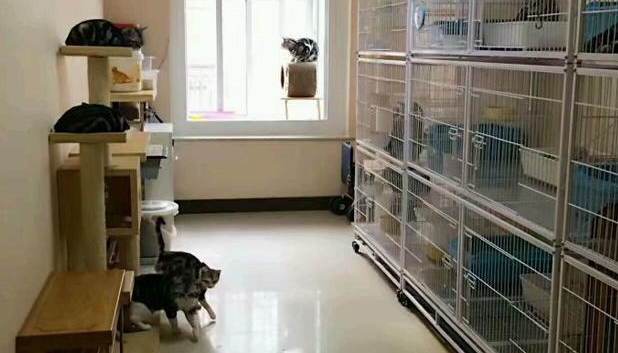 猫舍的猫得了猫瘟怎么办 猫舍的猫得了猫瘟怎么办