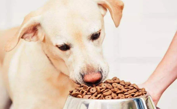 狗狗不吃狗粮，反倒去吃猫粮，主人家要改正这一习惯性