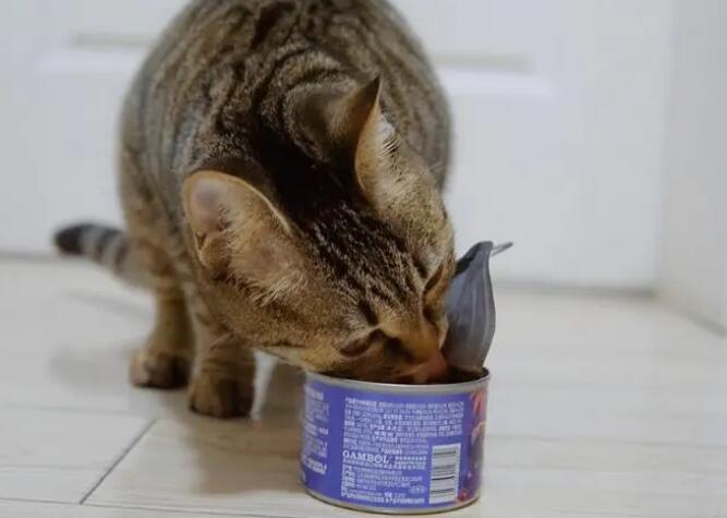 贝田猫罐头怎么样 贝田猫罐头怎么样
