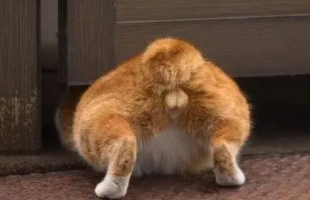 铲屎官怎么从猫臀看猫咪健康？