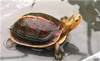 黄缘闭壳龟凶吗？
