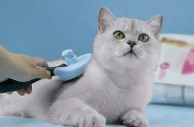 如何给猫猫护肤美容? 如何给猫猫护肤美容?