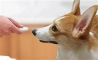 狗吃了驱虫药拉稀正常吗