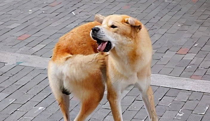 为什么狗狗一直咬自己的屁股和尾巴? 为什么狗狗一直咬自己的屁股和尾巴?