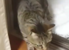 猫咪想去雪地里面玩，它高高兴兴窜了出去，然后让人笑喷 