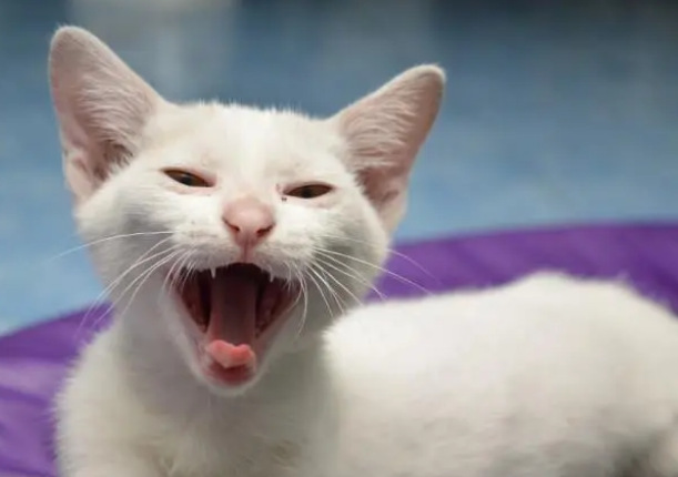 猫咪打哈欠代表什么 猫咪打哈欠代表什么
