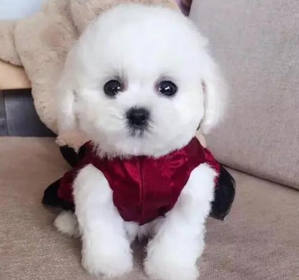 聪慧又火爆的小型犬除开小泰迪、博美、比熊犬，还有哪些呢