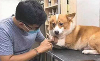 如何帮狗狗剪指甲?
