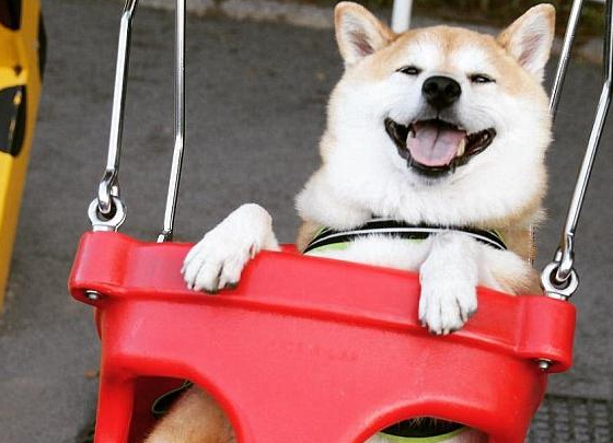 日本柴犬的冷门知识都有什么?你知道吗? 日本柴犬的冷门知识都有什么?你知道吗?
