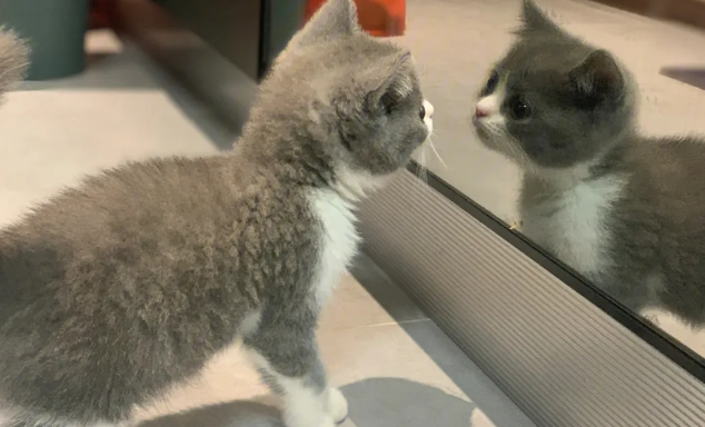 猫咪护食怎么办？如何纠正猫咪护食的行为？