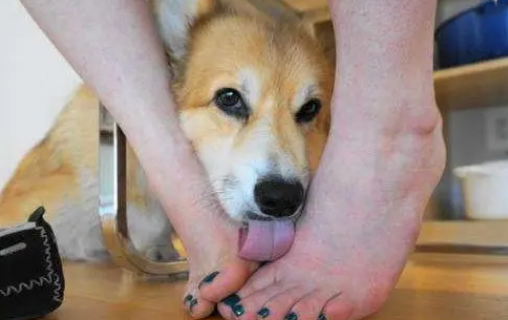 狗狗为什么会蹭主人脚